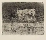 Giovanni Fattori, Studi di animali, etching on zinco