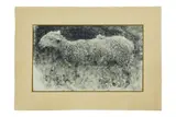 Francesco Paolo Michetti, Pecorella di profilo, disegno a fumo on card di pasta lucida