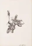 Alfredo Chighine, Magnolie