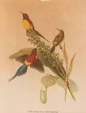 John Gould, Nectarinia Gouldiae - Stampa uccello del sud-est asiatico, 1955, Stampa uccello del Sud-Est asiatico in passepartout. In cornice di legno bianco con filettatura in oro