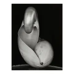 Shells by Edward Weston, 1927, Gelatin silver print, sold Feb 2026