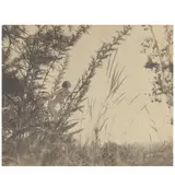František Drtikol, Montage with Nude Figure in a Meadow, c. 1930, Gelatin silver print; flush-mounted