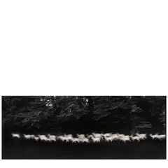 Paul Caponigro, Running White Deer, County Wicklow, Ireland, 1967, Gelatin silver print