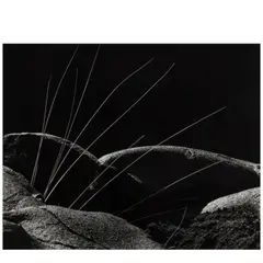 Grass and Lava by Brett Weston, 1982, Gelatin silver print, sold Feb 2026