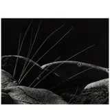Brett Weston, Grass and Lava