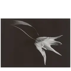 Yasuhiro Ishimoto, Tulip, 1987, Gelatin silver print; signed in pencil and the photographer's blindstamp in the margin