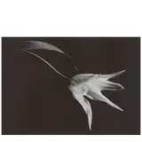 Yasuhiro Ishimoto, Tulip, 1987, Gelatin silver print; signed in pencil and the photographer's blindstamp in the margin