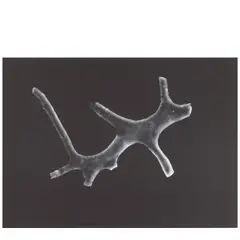 Catherine Wagner, 'Sea Ascidian' (1) (from 'Cross Sections'), 1999, Iris print; signed