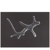 Catherine Wagner, 'Sea Ascidian' (1) (from 'Cross Sections'), 1999, Iris print; signed