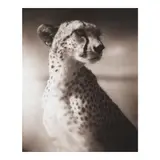 Nick Brandt, Portrait of a Cheetah Against Dark Sky, Maasai Mara (from 'On This Earth')