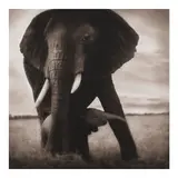 Nick Brandt, Mother Elephant and Baby, Serengeti (from 'On This Earth')