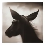 Nick Brandt, Portrait of Kudu, Laikipia (from 'On This Earth')