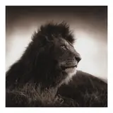 Nick Brandt, Portrait of a Lion (from 'On This Earth')