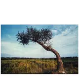 Yin Xiuzhen, Tree Harp, 1995, Chromogenic print