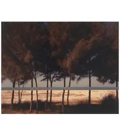 John Pfahl, 'Australian Pines, Fort DeSoto, Florida', 1977, Chromogenic print; signed