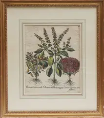 Basilus Besler, Ocimum latifolium magnim, Ocimum crispum viride, Ocimum minimum cario phyllatum, engraving