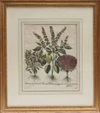 Basilus Besler, Ocimum latifolium magnim, Ocimum crispum viride, Ocimum minimum cario phyllatum, engraving