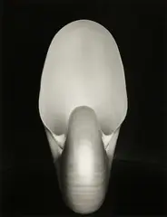 Shell by Edward Weston, 1927, Gelatin silver print, sold Aug 2024
