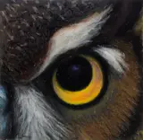 Paul Plante, Great Horned Owl, May 18, 2010, Oil pastel on paper