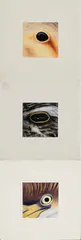 Paul Plante, Three Works: 1] King Eider, Female, February 24, 1997, Oil pastel on paper, matted