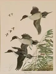 John Patterson, Oakgrove Pintails, pencil l.l