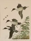 John Patterson, Oakgrove Pintails, pencil l.l