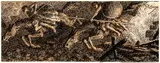 Giovanni Battista Crema, Decorative pattern - Apocalyptic scene