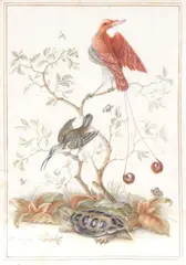 Herman Henstenburgh, Nature drawing with birds and turtle, The drawing bears initials in the bottom left-hand corner: "H: HB FEC."