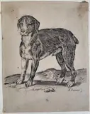 Agostino Carracci, A standing dog facing left. [ca.1582-85]