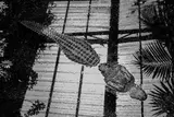 Eddie Cortesi, Alligator, Eddie Cortesi is a photographer and artist born in Rome in