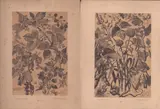Willibald Schulmeister, Due litografie floreali