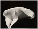 Pino Dal Gal, Soul Shapes 2003, inkjet print on photographic paper