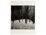 Pino Dal Gal, Paesaggio anni Cinquanta/Sessanta, inkjet print on paper