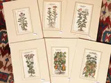 Petrus Andrea Mattioli, Herbariums, five woodcuts