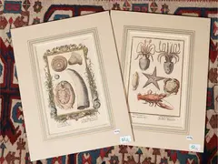 Johann August Corvinus, Genesis Chapter I v. 21: Opus Quintae Diei (18th century), two copper engravings