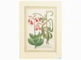 Johann Wilhelm Weinmann, Cotyledon (1735), mezzotint engraving