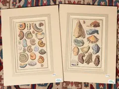 Johann August Corvinus, Shell fossils (18th century), two etchings