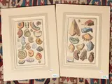 Johann August Corvinus, Shell fossils (18th century), two etchings
