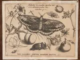 Joris Hoffnagel, Non Omnibus Datum Habere Nasum, engraving applied to paper support