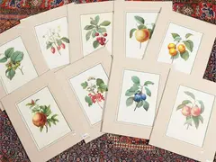 Pierre-Joseph Redouté, Fruits, nine lithographs