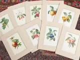 Pierre-Joseph Redouté, Fruits, nine lithographs