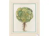 Petrus Andrea Mattioli, Herbariums, five woodcuts