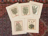 Petrus Andrea Mattioli, Herbariums, five woodcuts
