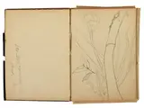 Fillide Levasti, Drawing notebook, containing pencil studies