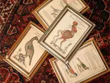 Ulisse Aldrovandi, Volatiles, series of five woodcuts with watercolor taken from the ornithological atlas of Ulisse Aldrovandi