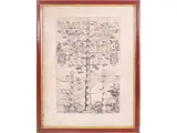 Scipione Ammirato, Family Trees, two engravings