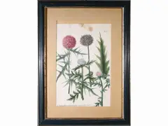 Johann Wilhelm Weinmann, Three botanical plates: n. 36, n. 315 and n. 283, three etchings with watercolor
