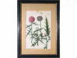 Johann Wilhelm Weinmann, Three botanical plates: n. 36, n. 315 and n. 283, three etchings with watercolor