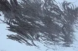 Hans Hartung, T 1981-E1