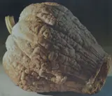 Fabio Aguzzi, Pumpkin
